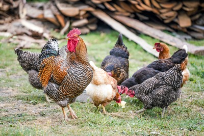 Chickens, which used to be mentioned in the Scrum Guide, are standing in a field.